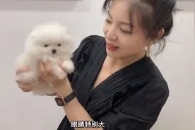 粉丝等30天终于帮他挑选一只猫脸的小博美，网友看后大呼捡到宝了视频封面