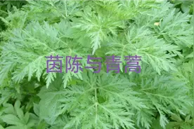 如何区分茵陈与青蒿@抖音热点宝视频封面