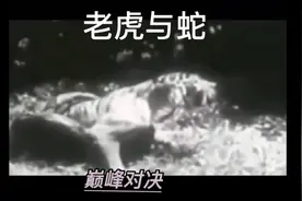 老虎居然被蟒蛇给虐了视频封面