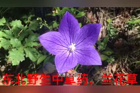 深山里发现野生桔梗，药用价值非常高，开的花也漂亮视频封面