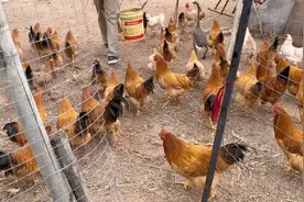 公鸡下蛋，母鸡打鸣——谚语视频封面