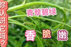 龙须菜是一种生长在河岸溪边的野菜，清香迷人脆嫩可口。你认识吗