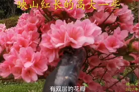 映山红杜鹃花到底有什么区别？现在正值开花季节，我们来看看吧视频封面