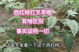 西红柿打叉早晚有啥区别？没有对比就看不到效果，事实证明一切视频封面