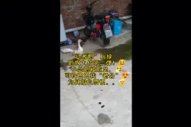 “忍者鹅”后续，“鹅狗大战”第二弹之“为爱赴死”！😂😘😂视频封面