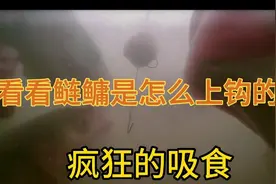 水下实拍鲢鳙上钩全过程！