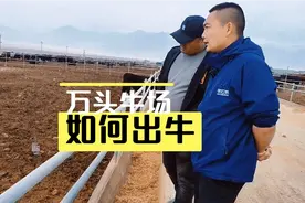 万头牛场 如何出牛视频封面