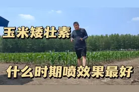 玉米矮壮素，旺控什么时期喷，效果最好，高产玉米种植小知识。视频封面