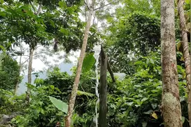 荒野150天建造竹屋和生存，超长完整版【野外建造生存系列】