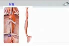 人体局部解剖学-食管视频封面