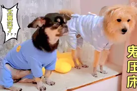 狗狗遭遇鬼压床，张不开嘴也动不了视频封面