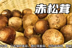 赤松茸(大球盖菇)，吃了一次就会爱上的美食，鲜嫩到你无法想象视频封面