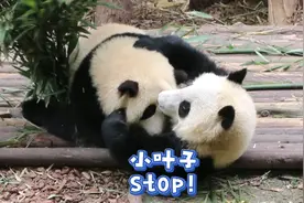 和叶，快放开你花姐的富贵包！【大熊猫和花 和叶】视频封面