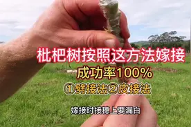 枇杷如何嫁接成活率高！分享两种嫁接成功率高的嫁接法！视频封面