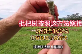 枇杷如何嫁接成活率高！分享两种嫁接成功率高的嫁接法！视频封面