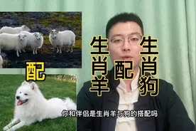 十二生肖速配详解：生肖羊配生肖狗。快转给身边属羊和属狗的人。视频封面