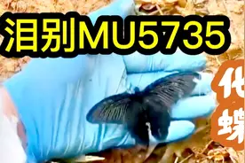 伤感歌曲《泪别MU5735》唱岀了全国人的心声，为遇难者点燃心灯！视频封面