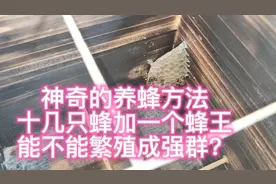 神奇养蜂教学，十几只蜂加一只蜂王，繁殖成一个强群！