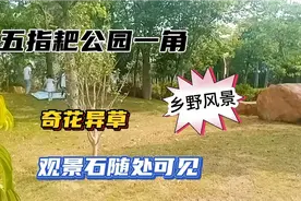 深圳一处休闲散步的好去处～五指耙公园，这个名字好奇葩。视频封面