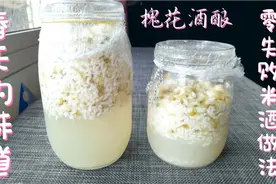 自制槐花米酒，1斤米出4斤酒，祖传方法和技巧告诉你，又香又甜视频封面
