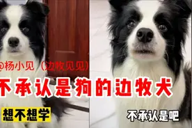 见见：一只不承认是狗的边牧犬，经常把主人耍得团团转，智商太高视频封面
