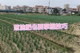 教大家怎么种葱，多年经验分享给大家。视频封面