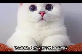 养“纯种猫”与“串串猫”的区别，网友：简直太真实了