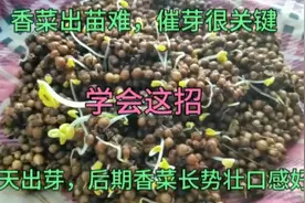 秋后种香菜，用这个方法香菜三天出芽，后期香菜长势壮口感好视频封面