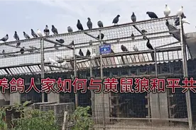 天凉了，如何防止黄鼠狼进鸽棚？