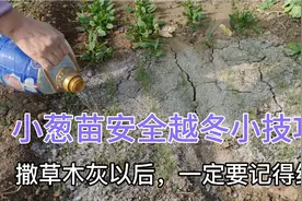 小葱苗安全越冬管理小技巧，只需在小葱上撒一把，防止冻伤害视频封面