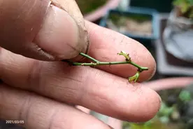 春季嫁接预防伤流非常重要，出现伤流后按我这样处理，成活率超高视频封面