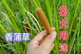 生在河边的香蒲草，在生活中有3大价值，好多人不知道，快来了解视频封面