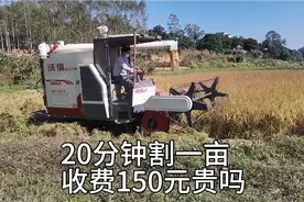 实拍广东收割机收稻谷150元1亩，20分钟割完，这太快了吧视频封面