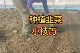 种植韭菜不能不学的小技巧，出苗齐长得还好，很多人没见过视频封面