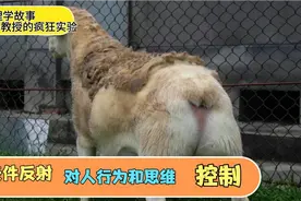 教授对绵羊的疯狂实验，得出习得性条件反射，对人心理有极大影响视频封面
