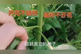 这些蔬菜都可以自己留种，菠菜留种最特别，记得收藏能省好多钱视频封面