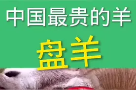 中国最贵的羊，盘羊视频封面