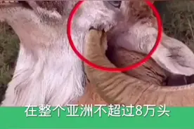 中国最贵的羊，盘羊视频封面