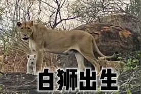 轰动了整个南非的大事件，野生白狮再次出生视频封面