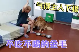 金毛三天不吃饭，逼着主人亲自喂，没办法只能送出去视频封面