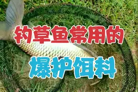钓草鱼常用的4款饵料，不管多么狡猾的大草鱼照样乖乖咬钩视频封面