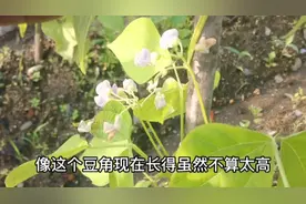 管理豆角的几个小妙招，花多荚多产量高，否则落花又落英视频封面