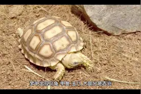 周公解梦之梦见乌龟视频封面