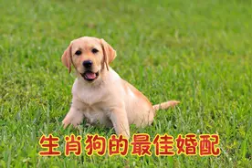 生肖狗的最佳婚配，和哪几个生肖在一起，能婚姻幸福，白头偕老？视频封面