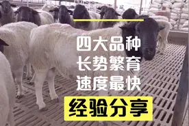 肉羊繁育四大品种，长势繁育最快个体大，新疆适应强养殖效益高视频封面
