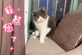 比女生还善变的猫！一言不合就不理铲屎官视频封面
