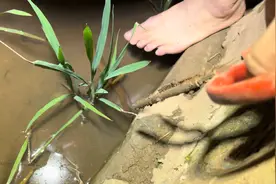 记录夹黄鳝全过程 观看此视频提前安排花生瓜子慢慢观看点赞感谢视频封面