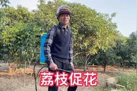 22年荔枝还没见花，广东高州杨家1月4日全面促花，最后分享了配方视频封面