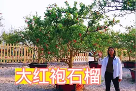 实录：16-18公分大红袍石榴树，真的是便宜了，果农一家都哭了视频封面