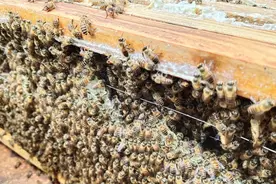 活框养殖蜜蜂，割脾取蜜后我是这样做的，巢脾修复快，蜂群群势强